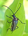 Brachysomida bivittata - photo 4