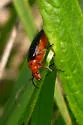 Brachysomida nigripennis