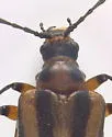 Brachysomida nigripennis - photo 2