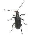 Brachysomida nigripennis - photo 4
