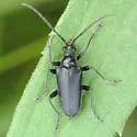 Brachysomida nigripennis - photo 5