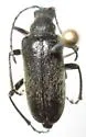 Brachysomida rugicollis