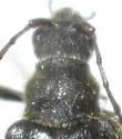 Brachysomida rugicollis - photo 2