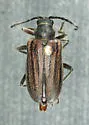 Brachysomida vittigera