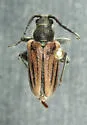 Brachysomida vittigera - photo 2