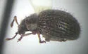 Brachysomus echinatus - photo 2