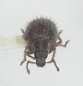 Brachysomus echinatus - photo 3
