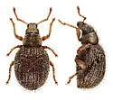 Brachysomus echinatus - photo 4