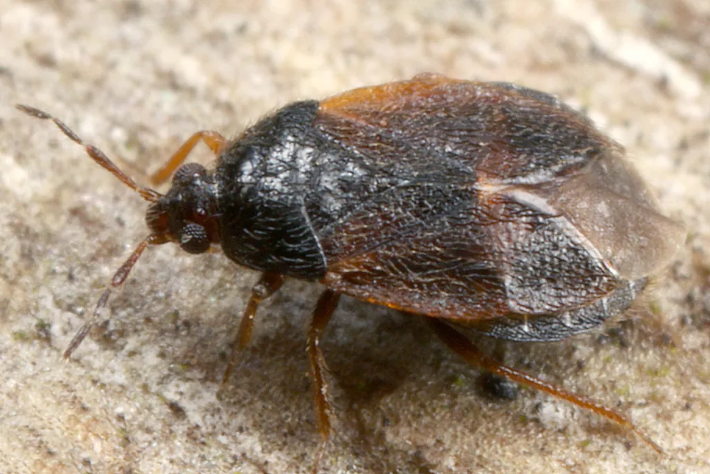 Brachysteles parvicornis