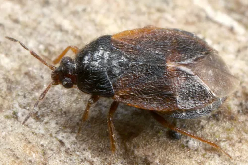 Brachysteles parvicornis - photo 3