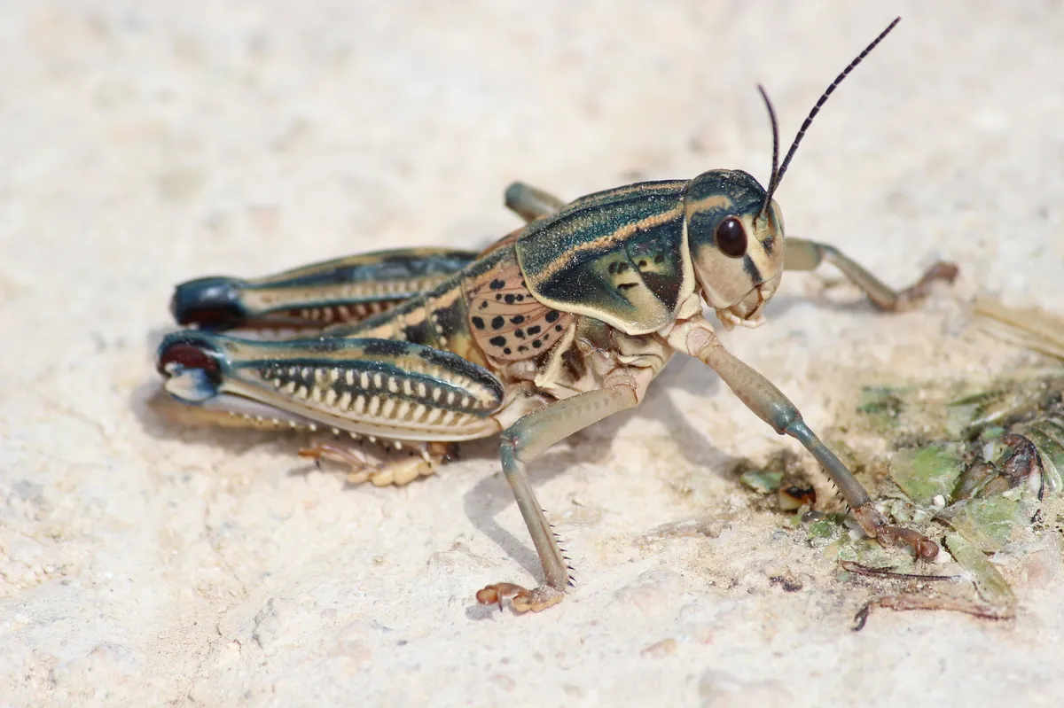 Plains Lubber Grasshopper