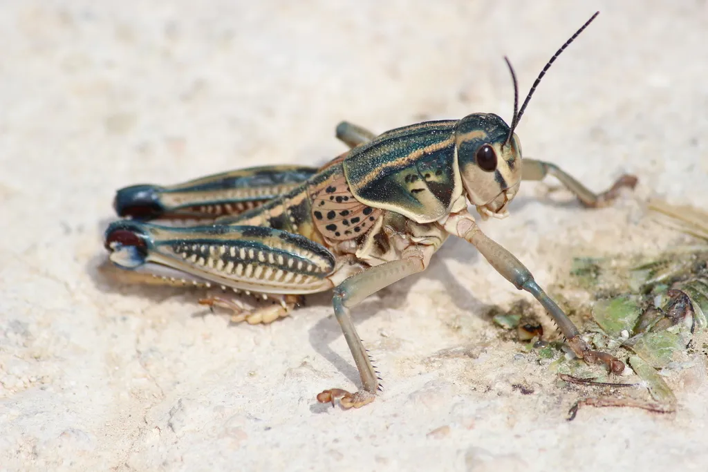 Plains Lubber Grasshopper - photo 3