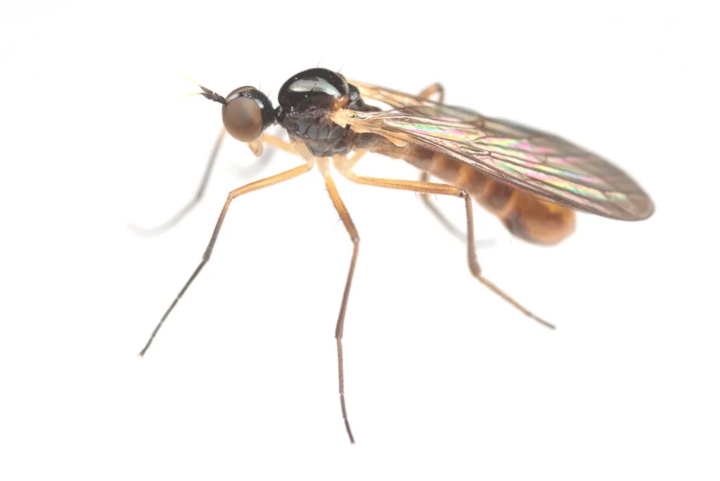 Brachystoma occidentale - photo 2
