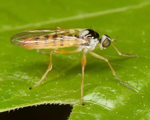 Brachystoma robertsonii