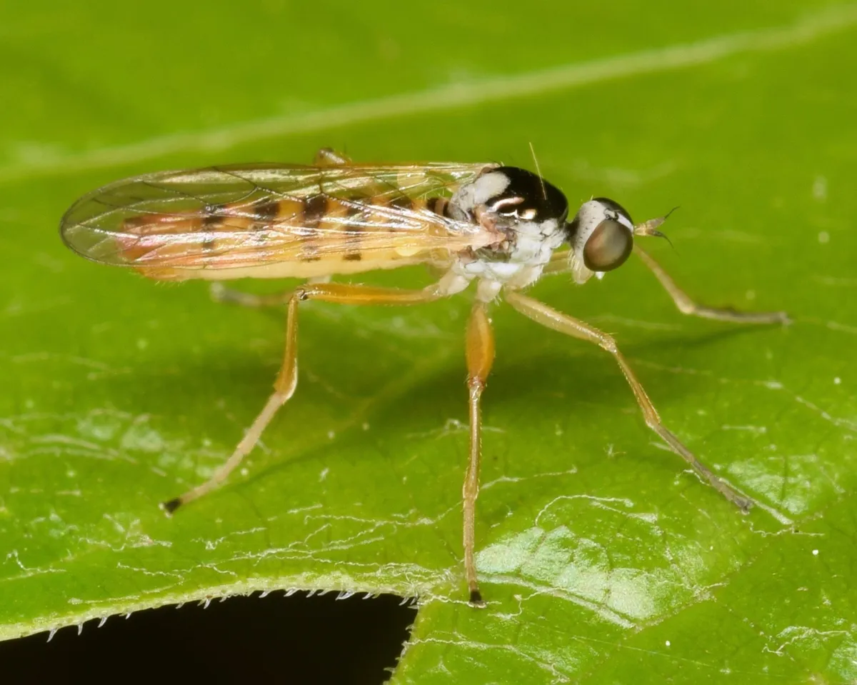 Brachystoma robertsonii - photo 2