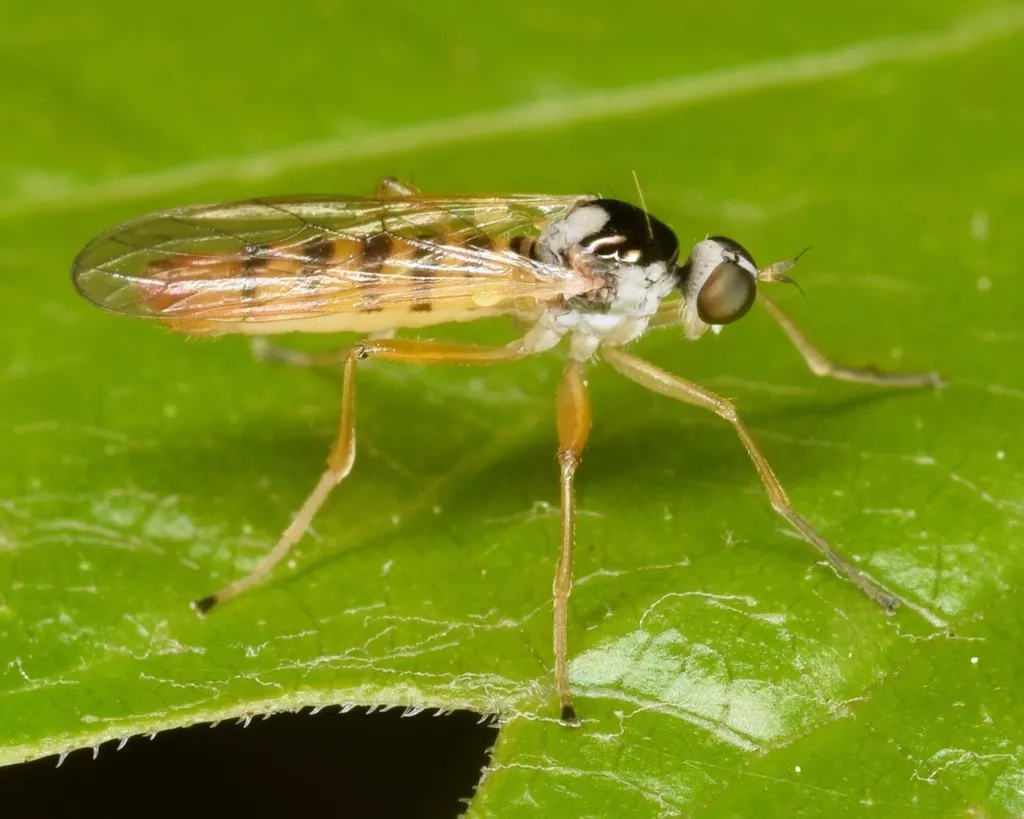 Brachystoma robertsonii - photo 3