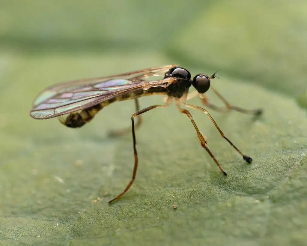 Brachystoma serrulatum - photo 2