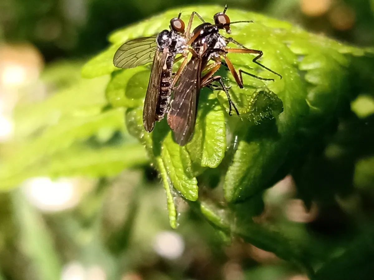 Brachystoma vesiculosum - photo 3