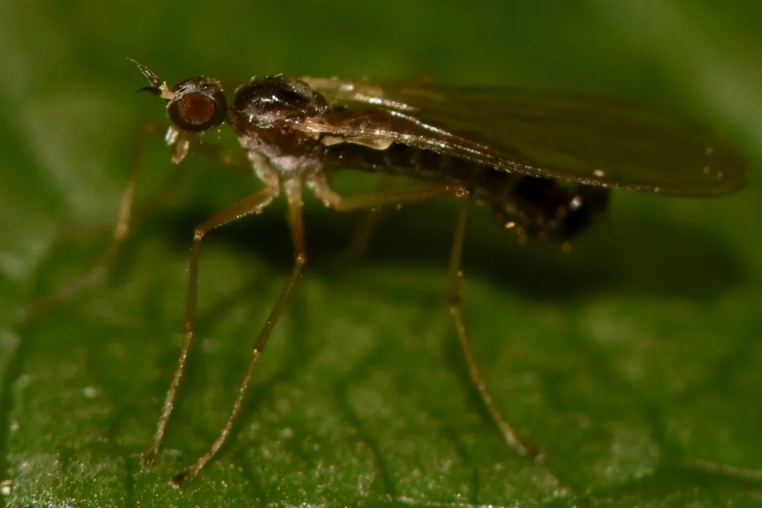 Brachystomatidae - photo 2