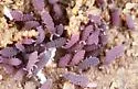 Brachystomella parvula