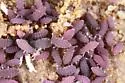 Brachystomella parvula - photo 2