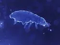 Brachystomella parvula - photo 3
