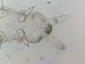 Brachystomella parvula - photo 4