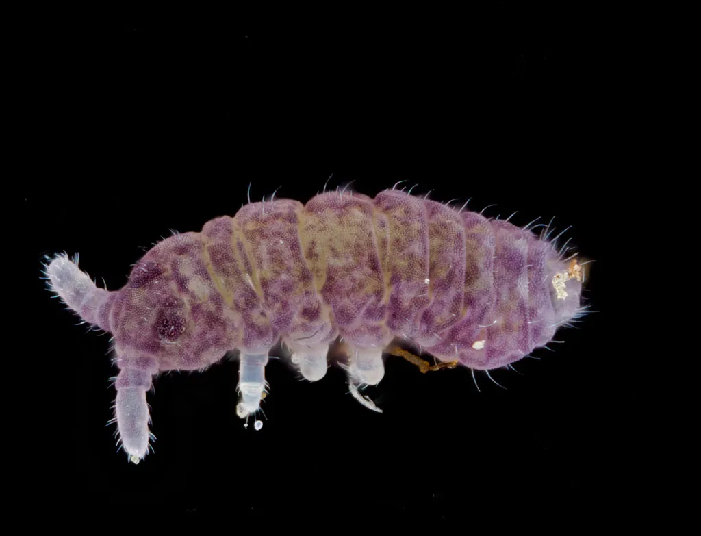Brachystomella villalobosi - photo 2