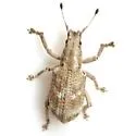 Brachystylus microphthalmus - Brachystylus microphthalmus