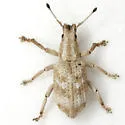 Brachystylus microphthalmus - photo 2