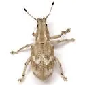 Brachystylus microphthalmus - photo 3