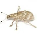 Brachystylus microphthalmus - photo 4