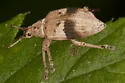 Brachystylus sayi