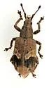 Brachystylus sayi - photo 2