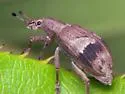 Brachystylus sayi - photo 3