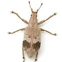 Brachystylus sayi - photo 4