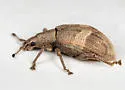 Brachystylus sayi - photo 5