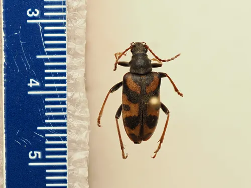 Brachyta lanhami - Brachyta lanhami