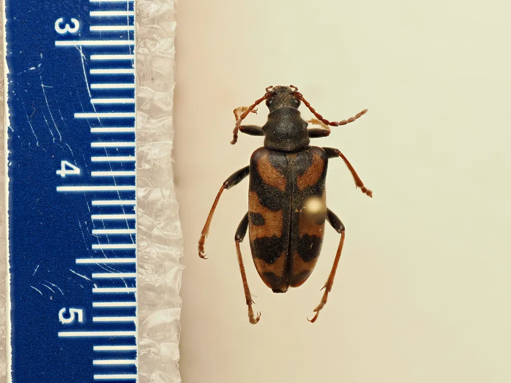 Brachyta lanhami - photo 2