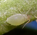 Brachyunguis bonnevillensis