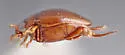 Brachyvatus apicatus - photo 4