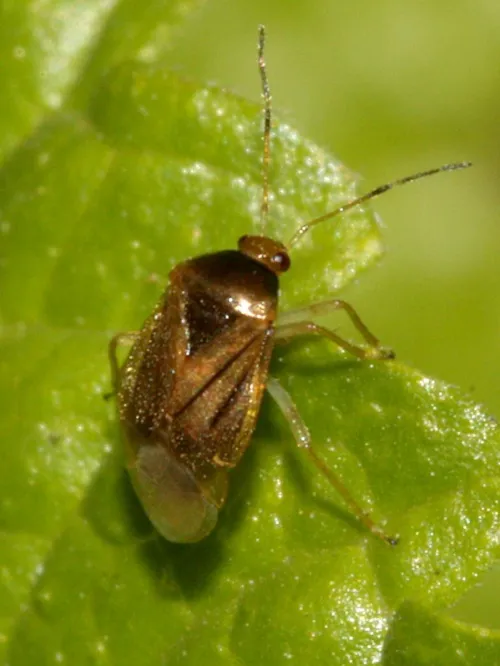 Bracken Bug