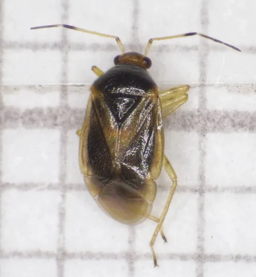 Bracken Bug - photo 2