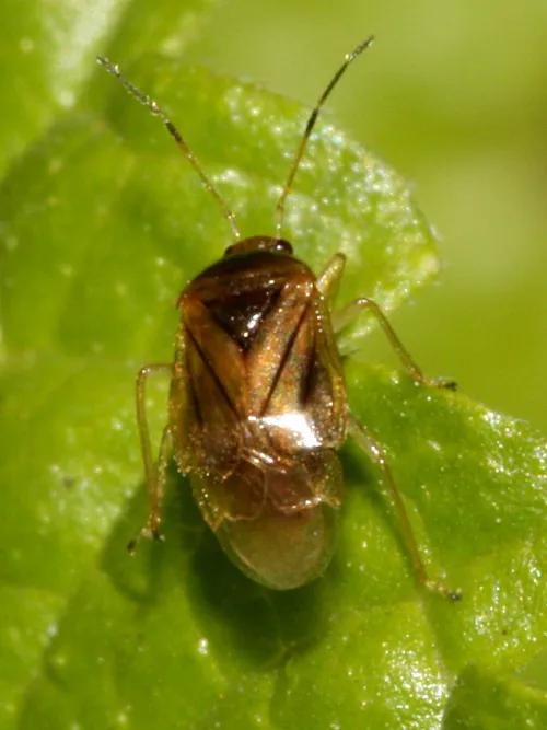 Bracken Bug - photo 3