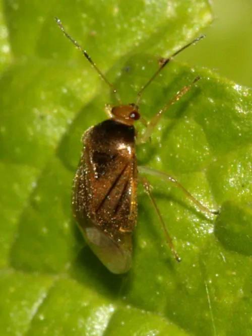 Bracken Bug - photo 4
