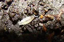 Brackenridgia heroldi