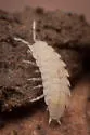Brackenridgia heroldi - photo 4