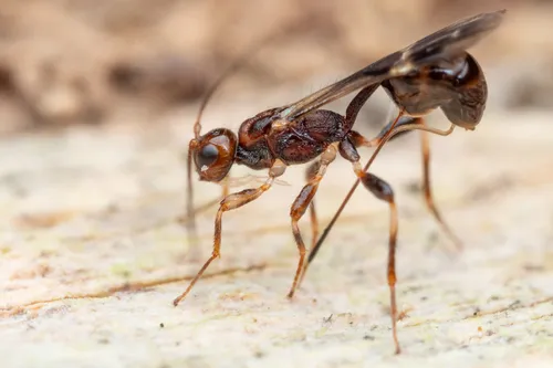 Braconid Wasps - photo 2