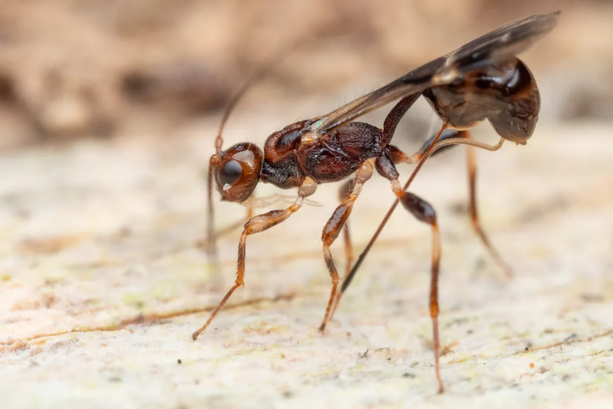 Braconid Wasps - photo 3
