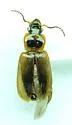 Bradycellus atrimedeus